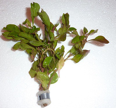 Ludwigia repens - 3.90€